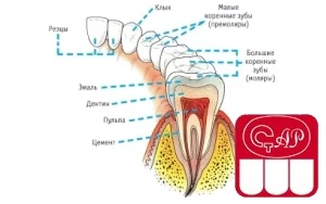 Строение цемента зубов