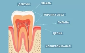 Строение дентина зуба