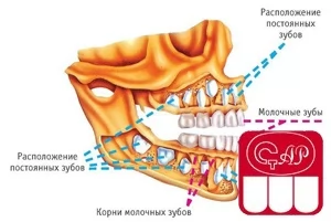 Особенности развития постоянных зубов у детей. Сроки прорезывания