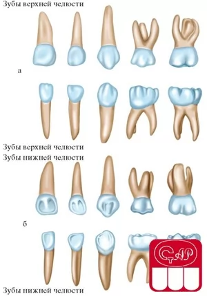 Анатомическое строение временных зубов