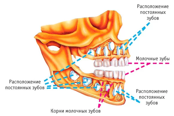Анатомия временных зубов разных типов 