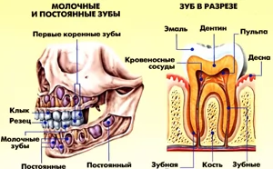 Эмбриональное развитие зубов