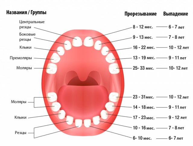 Какие зубы поменяются у ребенка