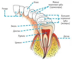 Анатомическое строение постоянных зубов