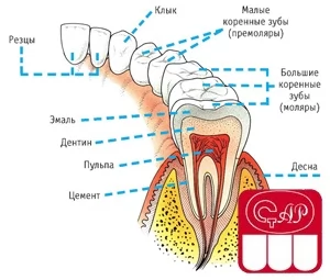 Анатомическое строение постоянных зубов